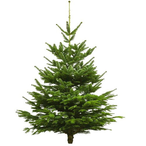 Albero natale vero - di,